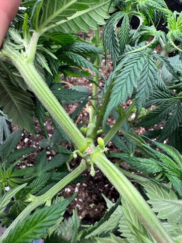 PBB and SN — vegetative, day 61