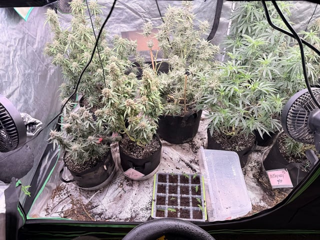 4’x8’ Grow1 — flower, day 165