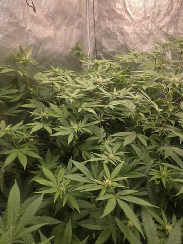 Oceanz 16 — flower, day 125