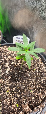 DeathStar, Grease Monkey, Goat Latto, Northern Lights — vegetative, day 34