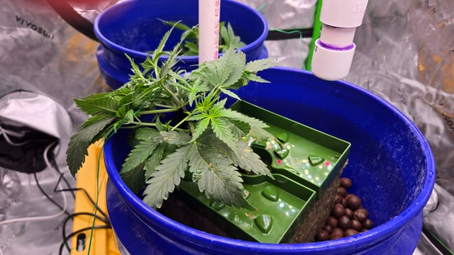 Fastbuds Autoflower Run — vegetative, day 26