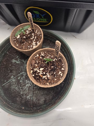 Technically 3rd grow (1st documented) — germination, day 8