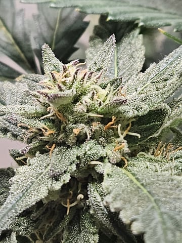 Mango Runtz — flower, day 72