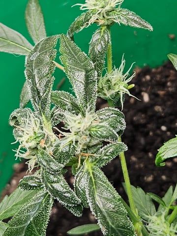 1st plant. Strain: Green Gelato AutoFlower — flower, day 68