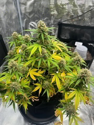 First Grow — flower, day 79