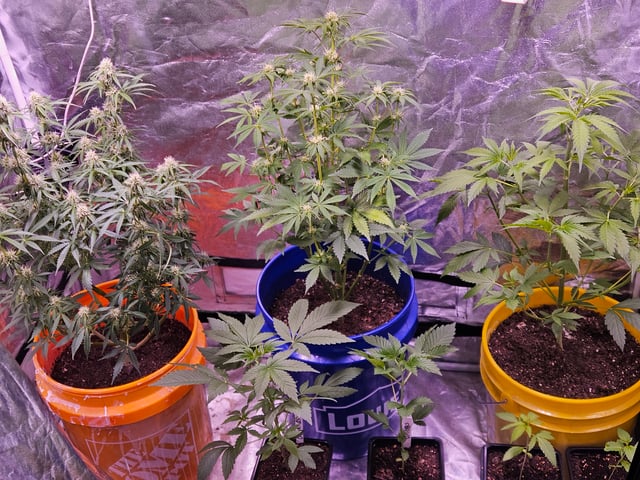 gary poppins — flower, day 70