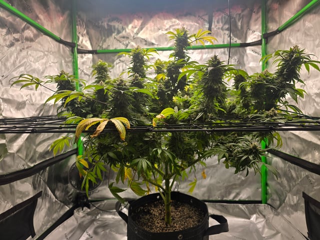 First grow — flower, day 121