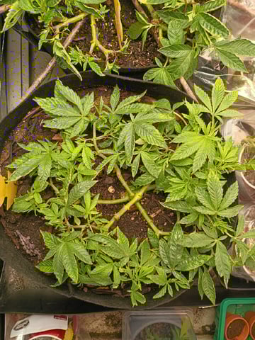 Purple Plum Perfect 💜 & 2 Grape Runtz 🍇 Mainlining garden.  — vegetative, day 140