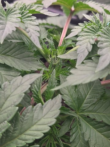 Relentless Genetics Trop Cherry S1 — vegetative, day 8