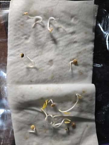 JALAPEÑO 🌶 — germination, day 9