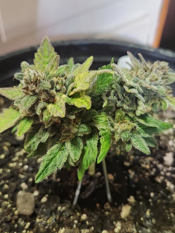 Mephisto Schoolyard Crush Grow-Pop tart OG and Apple Crush — flower, day 74