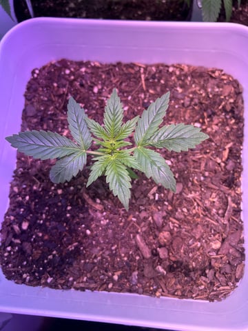 Gigawatt  — vegetative, day 52