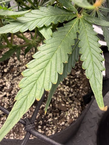 Gorilla Cookies — 1st Grow — flower, day 63