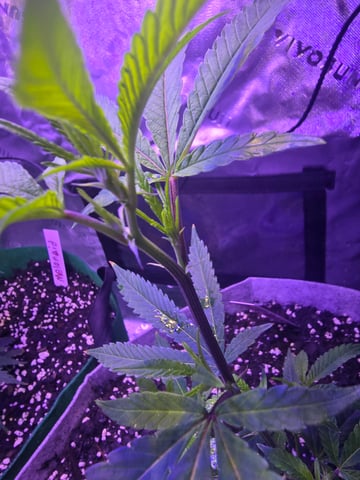 FIRST GROW — vegetative, day 11