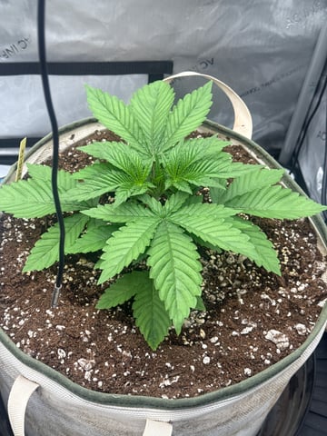 tropickle — vegetative, day 17
