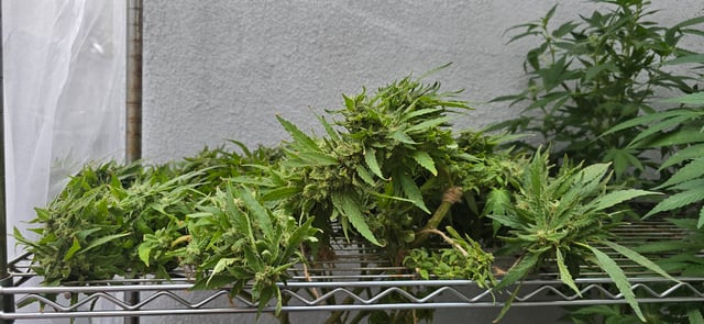 Mystery Weed Plant — flower, day 160