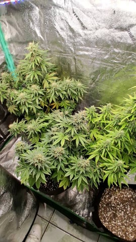 Lemon Cherry Cookies, Purple Haze and Strawberry Gorilla Grows — flower, day 91