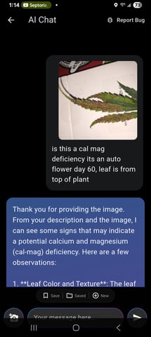 Gurilla Glue #4 × Samsquatch autos — flower, day 66