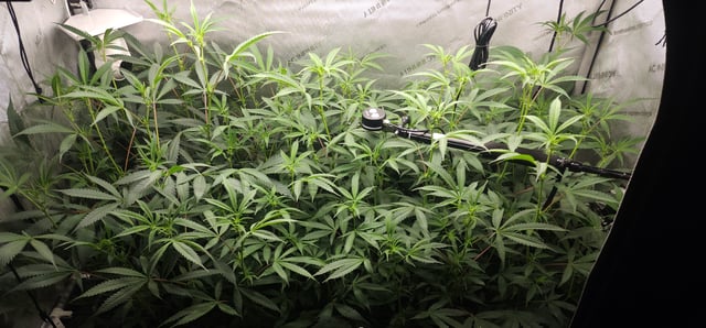 Prepare the clones! — flower, day 30