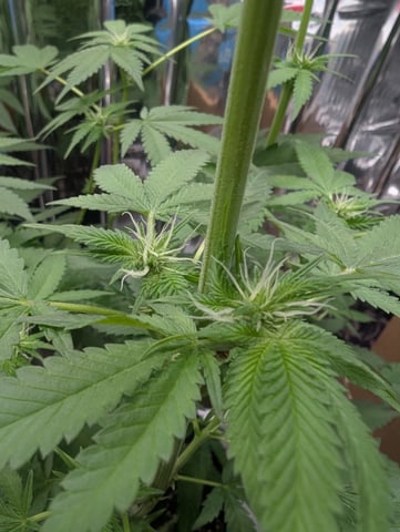 B E A utiful  — flower, day 73