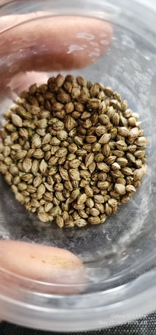 Pez Mints Breeding Session — harvest, day 47