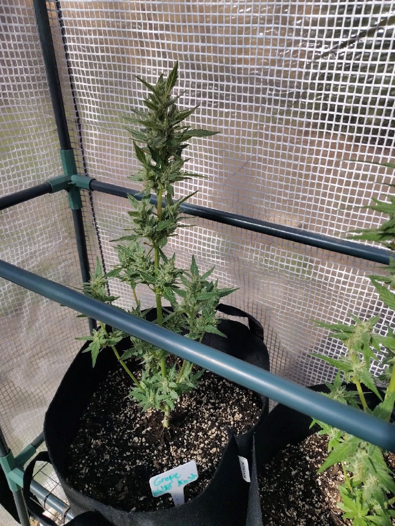greenhouse grow 
