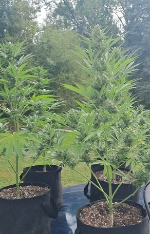 Outdoor Grow  — flower, day 12