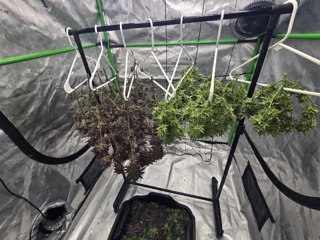 2nd grow round 2 — harvest, day 101