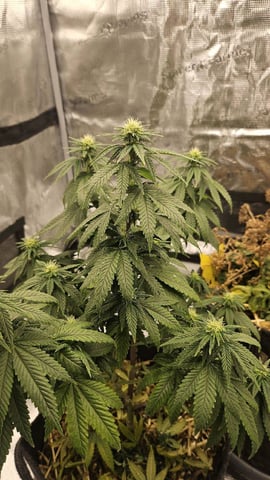 First Feminized Grow  — flower, day 125