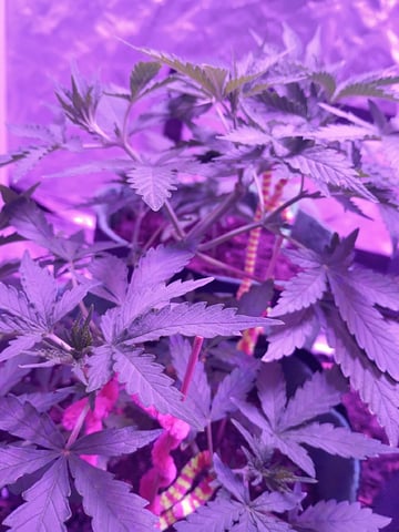 First autos  — vegetative, day 37