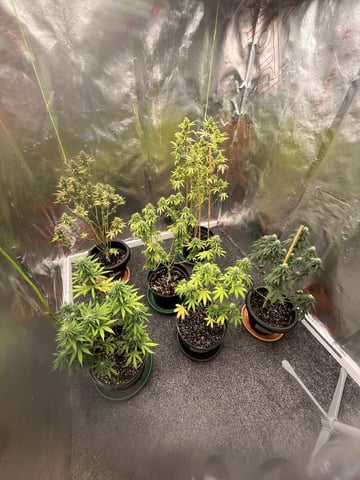 3autos and 2 fem  — flower, day 87