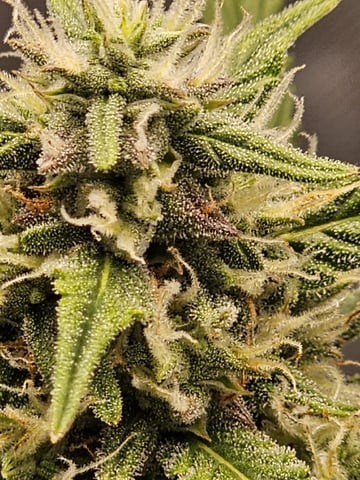 Blue Dream — flower, day 60