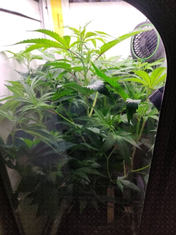 vivosun vgrow smart grow box — vegetative, day 8