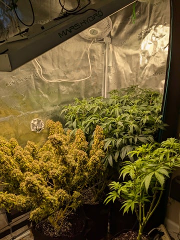 first grow — flower, day 113