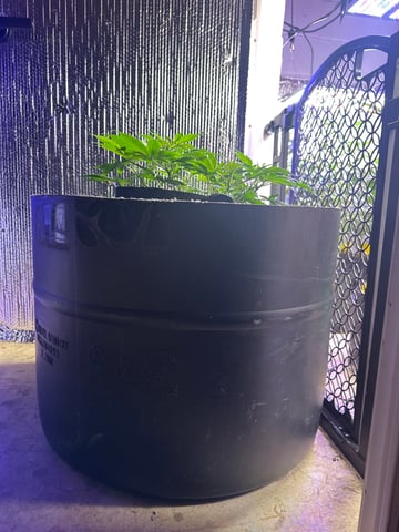 Gelly Mama and Sugar Tree — flower, day 115