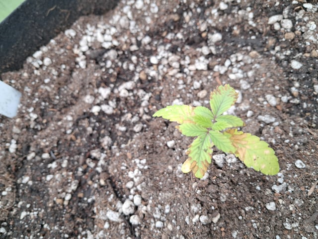 re-start new germination — vegetative, day 23