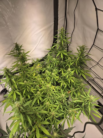 GDP auto 3X5 tent — flower, day 74