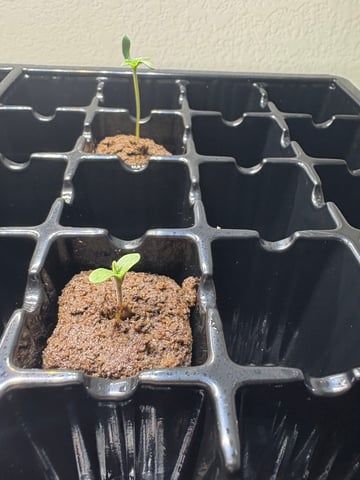 First Grow (Hydro) — germination, day 5