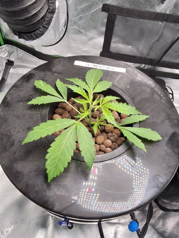 STELLA — vegetative, day 42