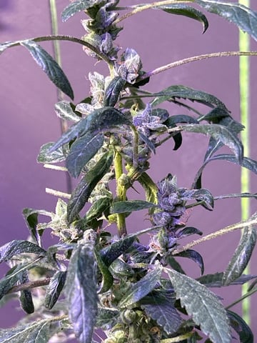 first indoor tent grow — vegetative, day 99