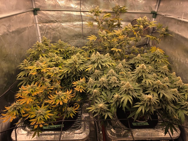 Grow #1 — flower, day 103