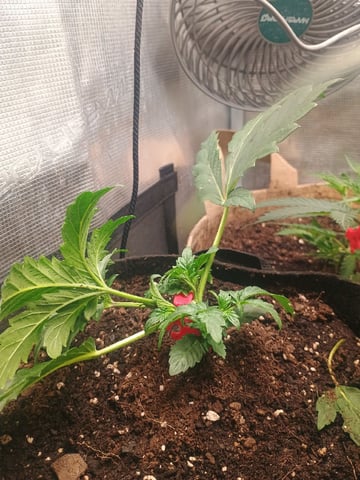 Brainstorm X Murder Biscuits — vegetative, day 20