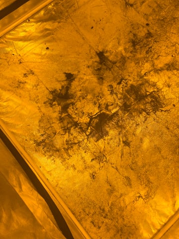 First Autoflower Indoor — done, day 57