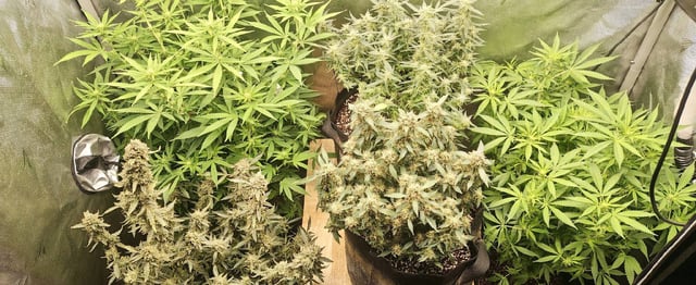 Last girls got kicked. — flower, day 122