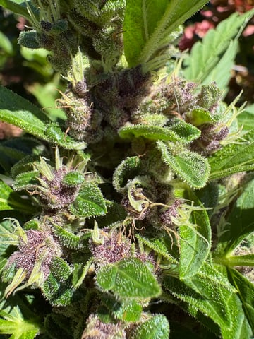 forgotten auto  — flower, day 26