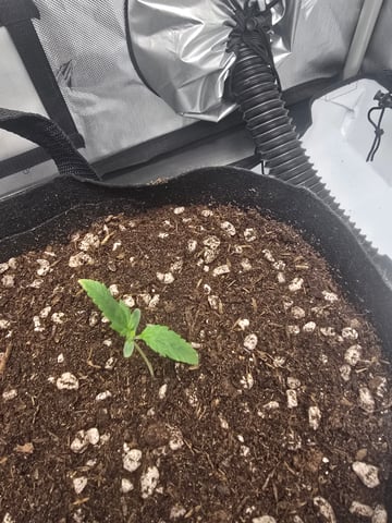 Dream beans burnt garlic — seedling_rooting, day 9