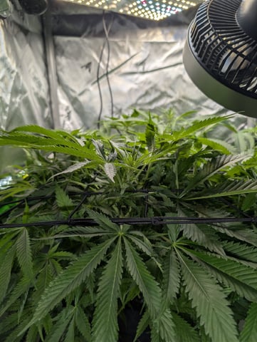Cinderella 99 — flower, day 69