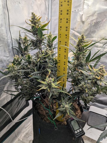 Fastbudz Payaya Cookies