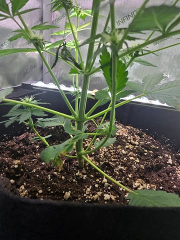 Purple Haze  — flower, day 70