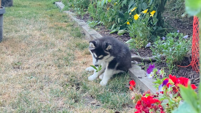 Canadian Summer Outdoor